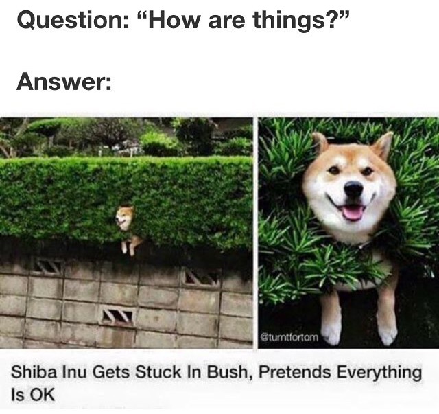 35 Funny Memes That Prove Adulting Is Hard 4 How are things - Adulting Memes