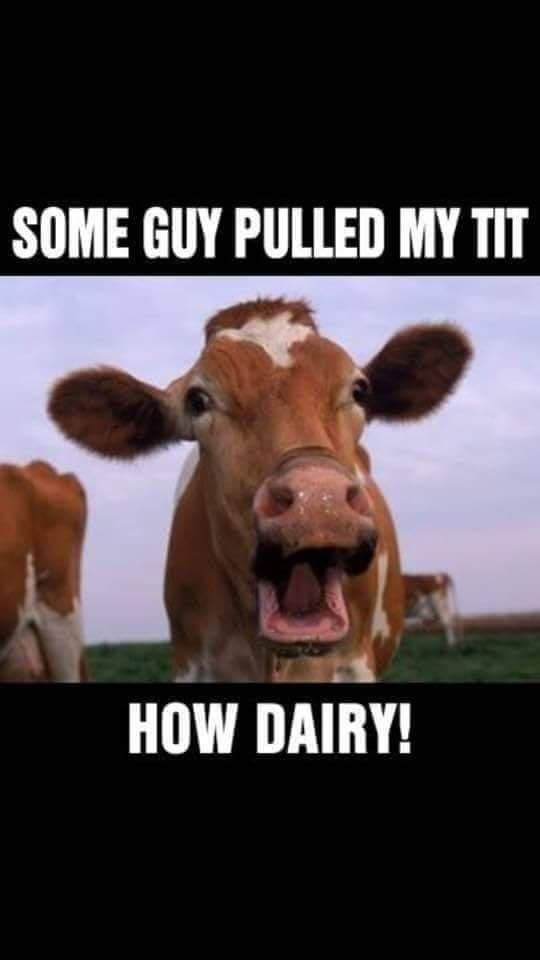 35 Funniest Pun Memes That Are Damn Punny 8 How dairy