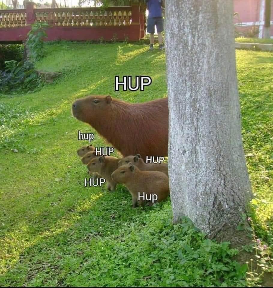 20 Best Capybara Memes 6 Hup Hup Hup