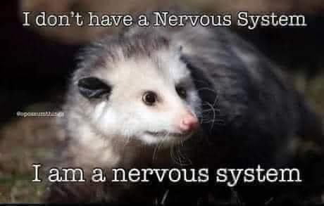 22 Animal Memes To Start Your Day Right 8 I don't have a nervous system