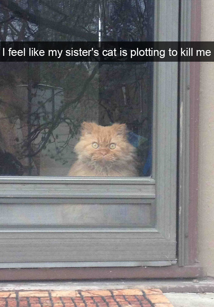 20 Hilarious Cat Snapchats Guaranteed to Make You Laugh 9 I feel like my sisters cat is plotting to kill me