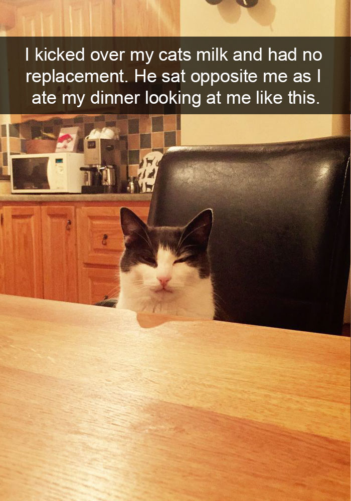 20 Hilarious Cat Snapchats Guaranteed to Make You Laugh 10 I kicked over my cats milk