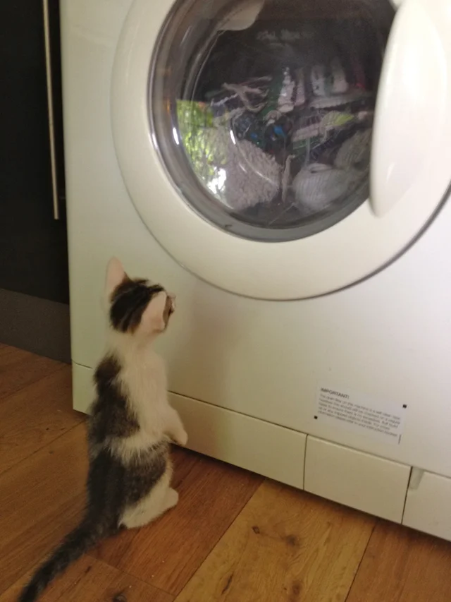 20 Hilarious Cat Snapchats Guaranteed to Make You Laugh 11 I put his favorite blanket in the wash