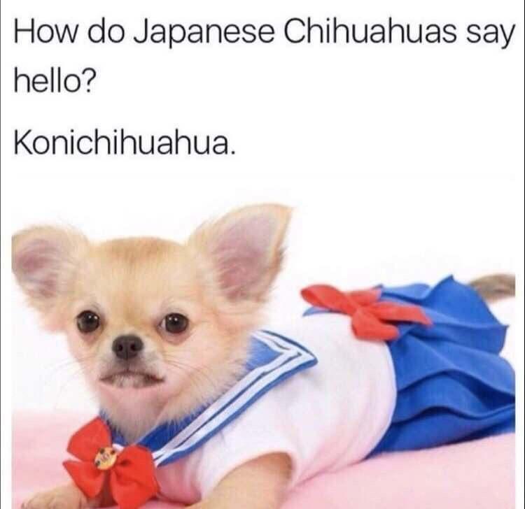 35 Funniest Pun Memes That Are Damn Punny 16 Japanese chihuahuas