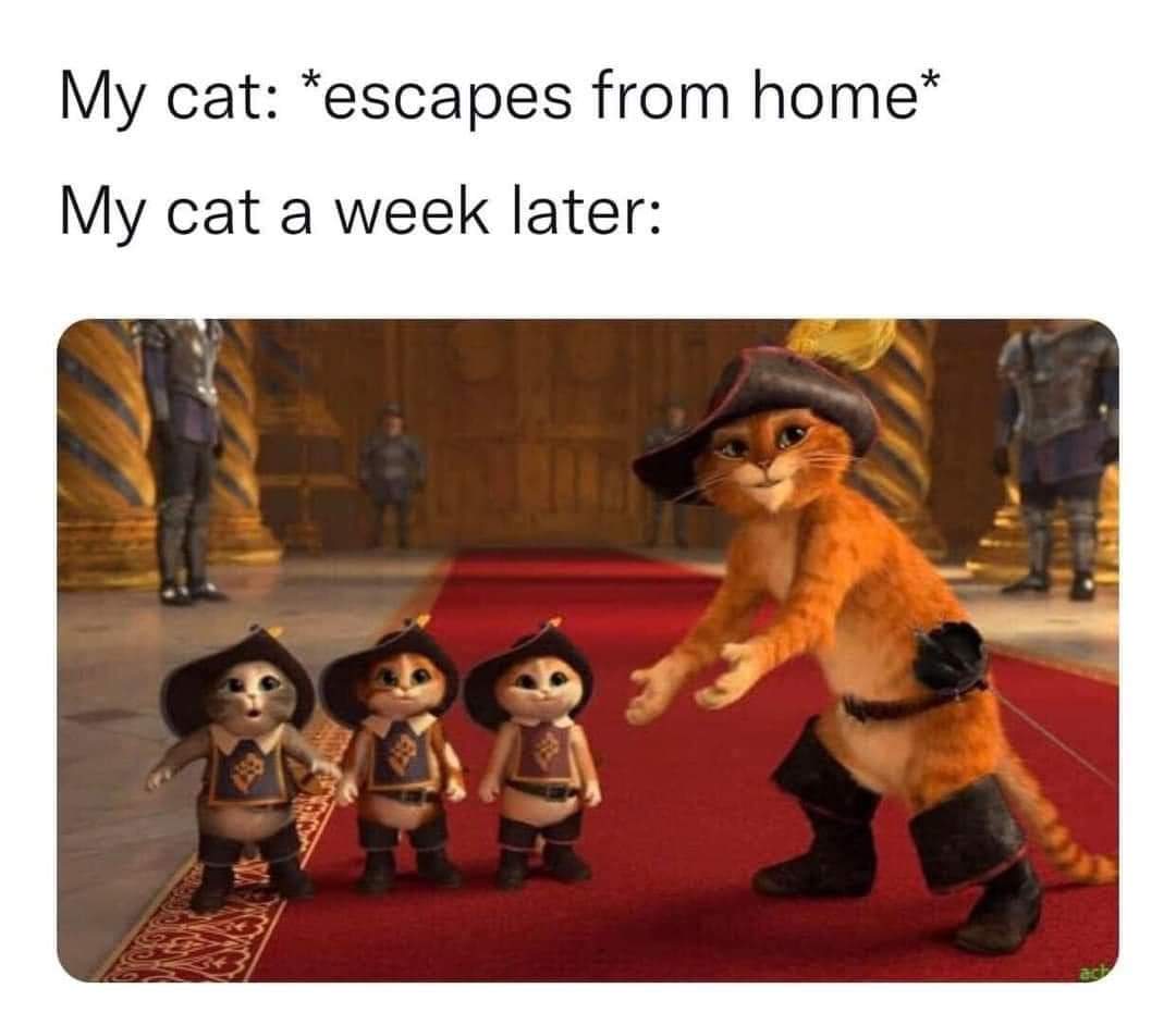 My Cat After Escaping From Home 1 My Cat After Escaping From Home