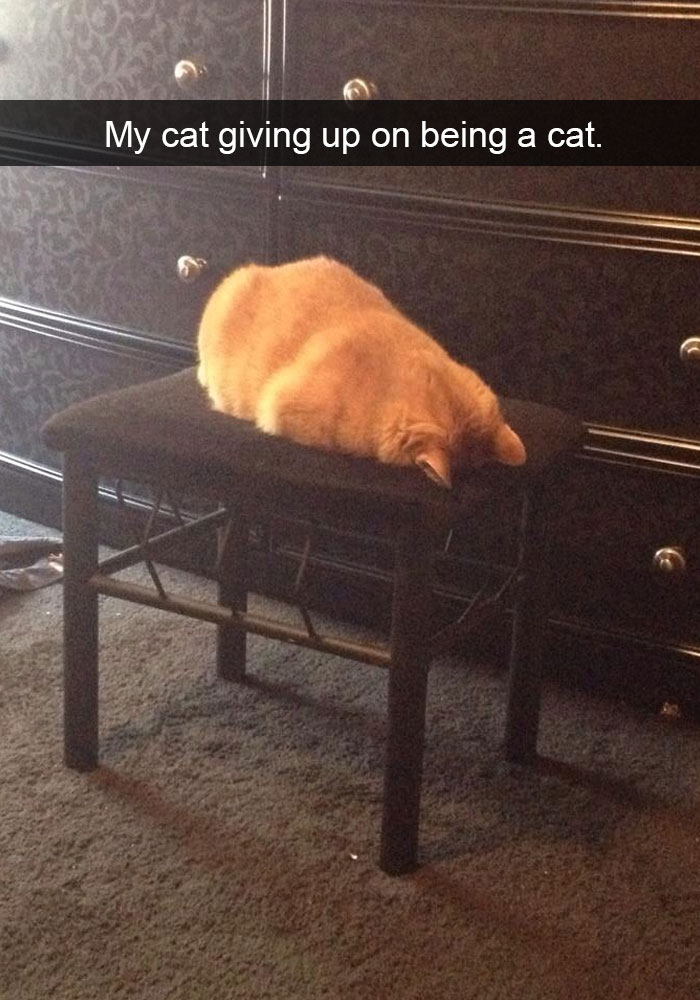 20 Hilarious Cat Snapchats Guaranteed to Make You Laugh 14 My cat giving up on being a cat