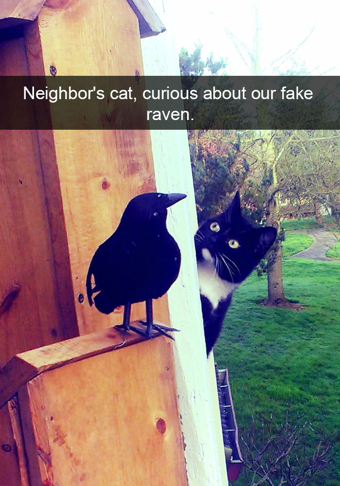 20 Hilarious Cat Snapchats Guaranteed to Make You Laugh 16 Neighbors cat curious about fake raven