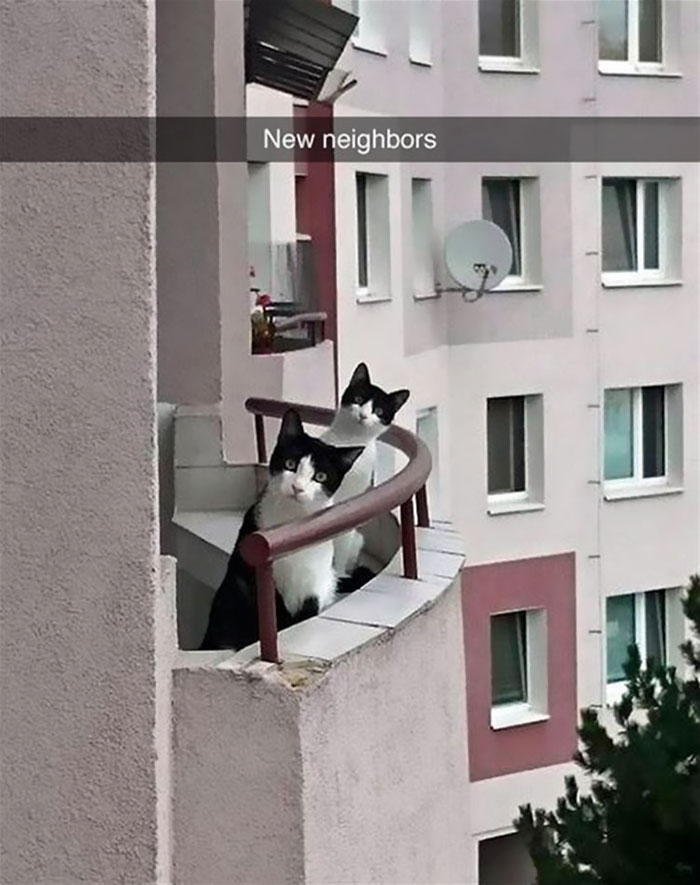 20 Hilarious Cat Snapchats Guaranteed to Make You Laugh 17 New neighbors