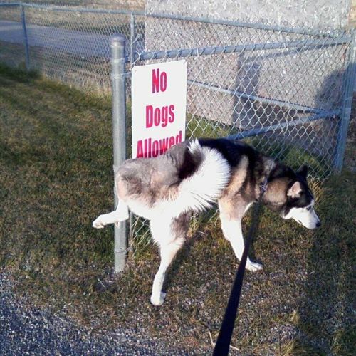 25 Hilarious Memes Of Animals Being Badass 12 No dogs allowed