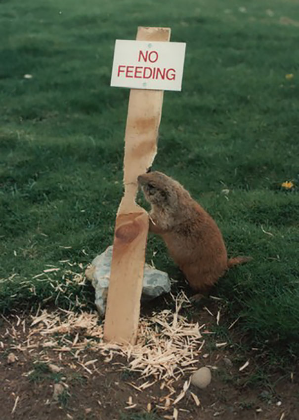 25 Hilarious Memes Of Animals Being Badass 16 No feeding meme