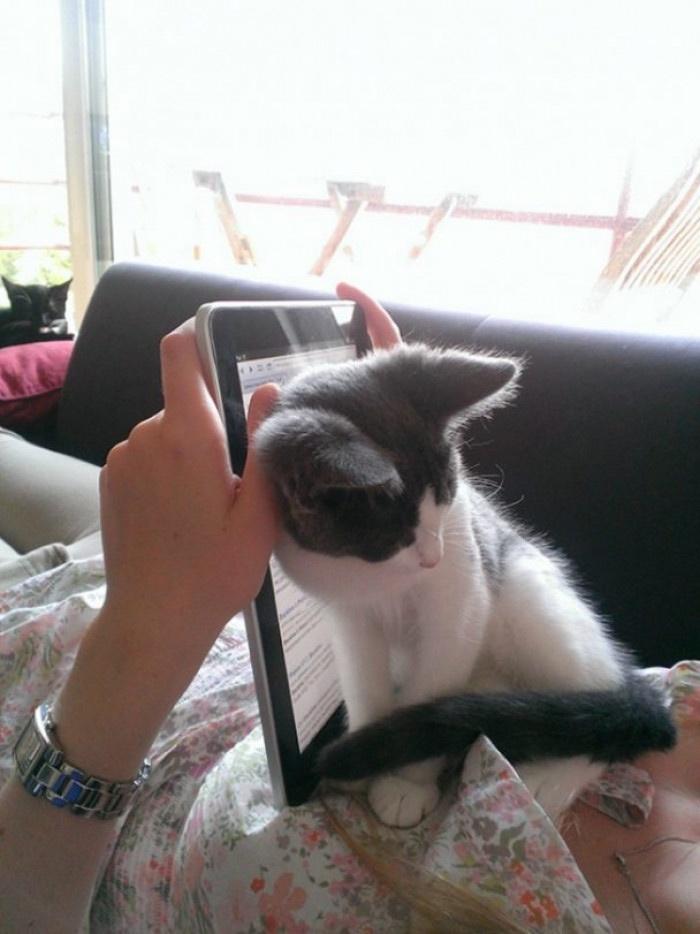 15 Cats That Have No Respect For Your Personal Space 9 No reading tablet
