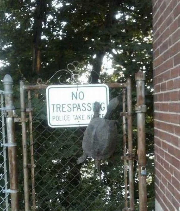 25 Hilarious Memes Of Animals Being Badass 18 No trespassing