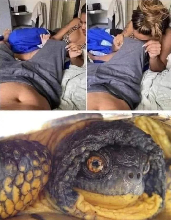 Peeping Meme 1 Peeping Meme