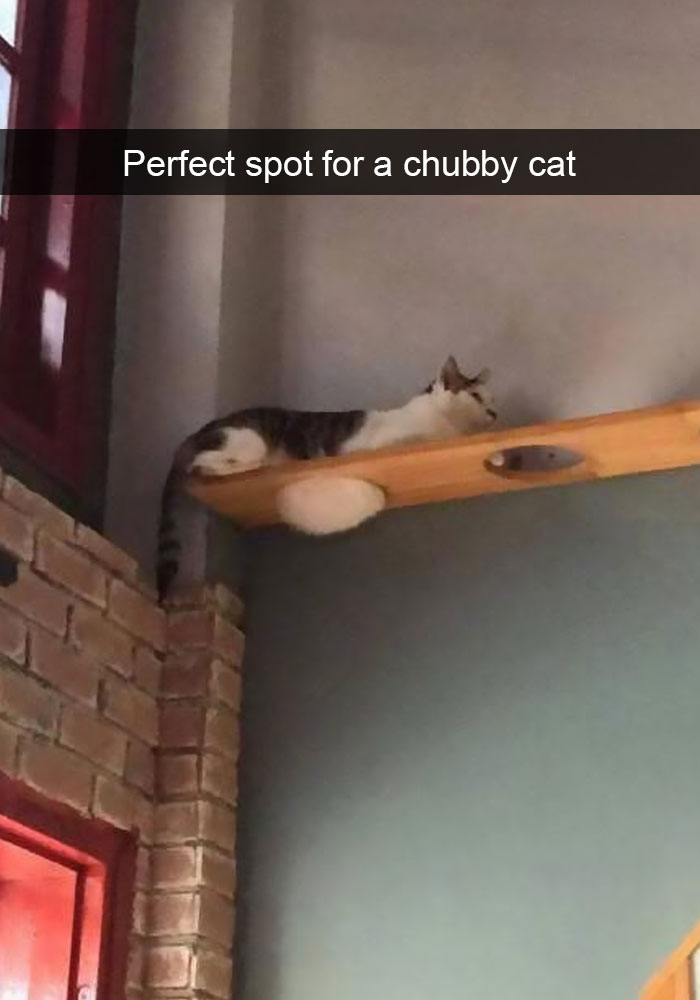 20 Hilarious Cat Snapchats Guaranteed to Make You Laugh 18 Perfect spot for a chubby cat