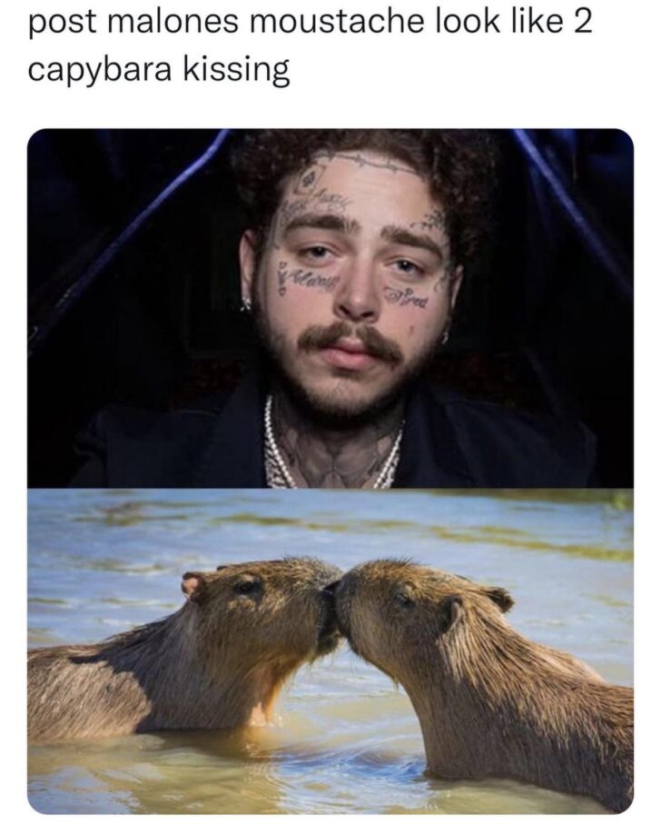 20 Best Capybara Memes 9 Post Malone