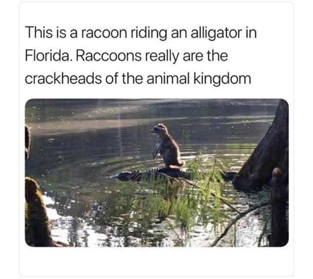 20 Hilarious Memes Of Animals Being Badass 19 Racoon riding alligator