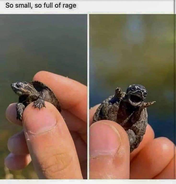 22 Animal Memes To Start Your Day Right 14 So Small So Full Of Rage