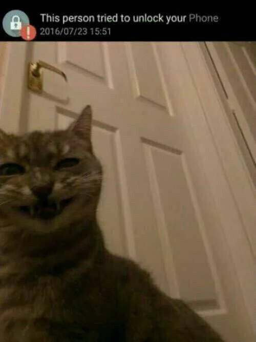 20 Hilarious Cat Snapchats Guaranteed to Make You Laugh 20 This person tried to unlock you phone