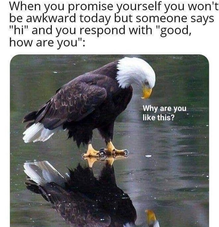 35 Funny Awkward Memes That'll Make You Feel Better About Your Awkward Moments 20 When someone says Hi