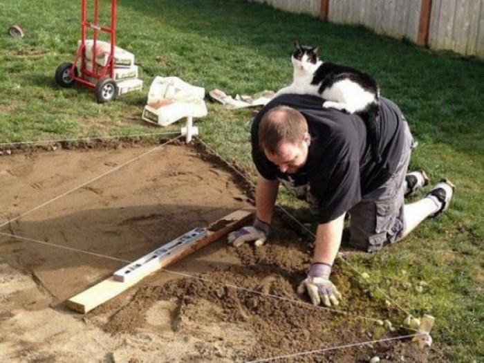 15 Cats That Have No Respect For Your Personal Space 11 When you're constructing