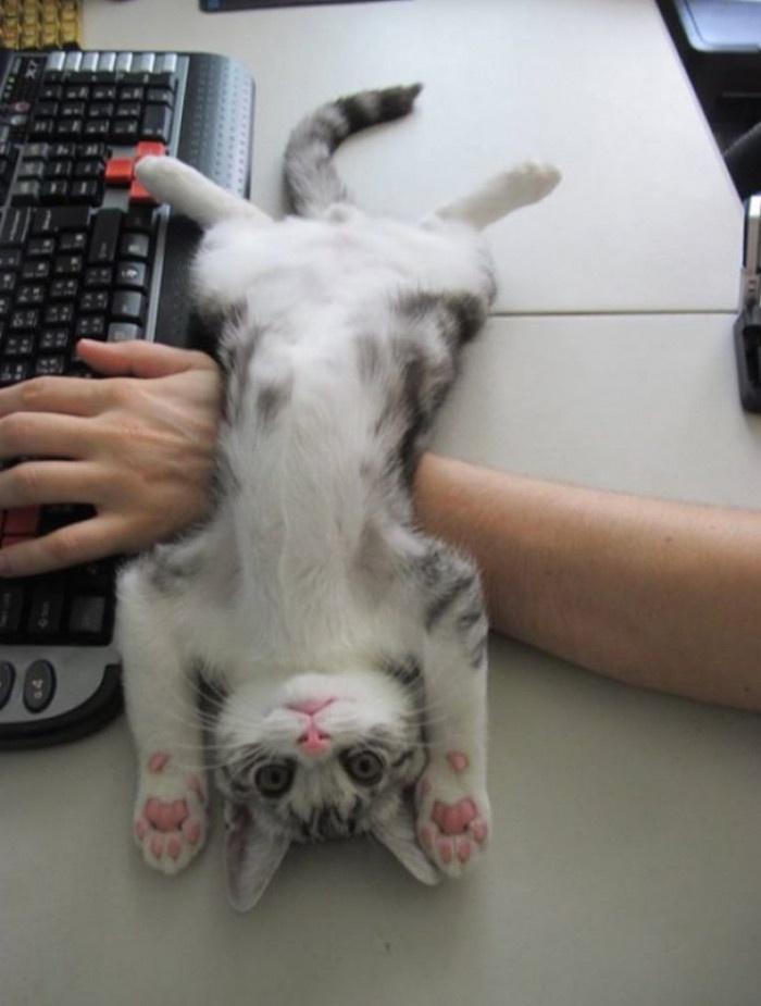 15 Cats That Have No Respect For Your Personal Space 14 When you're working