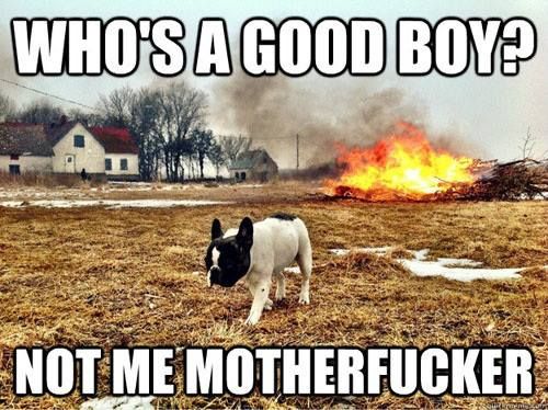 25 Hilarious Memes Of Animals Being Badass 21 Whos a good boy