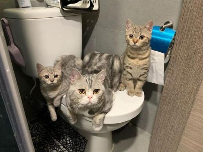 15 Cats That Have No Respect For Your Personal Space 15 You cannot use the loo now