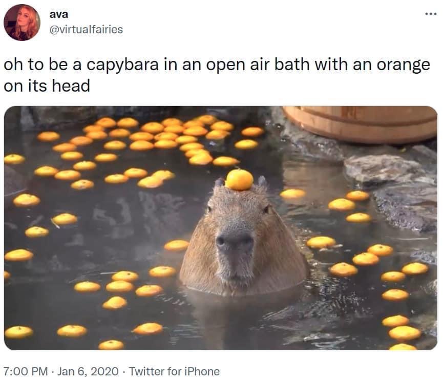 20 Best Capybara Memes 3 capybara in open air bath