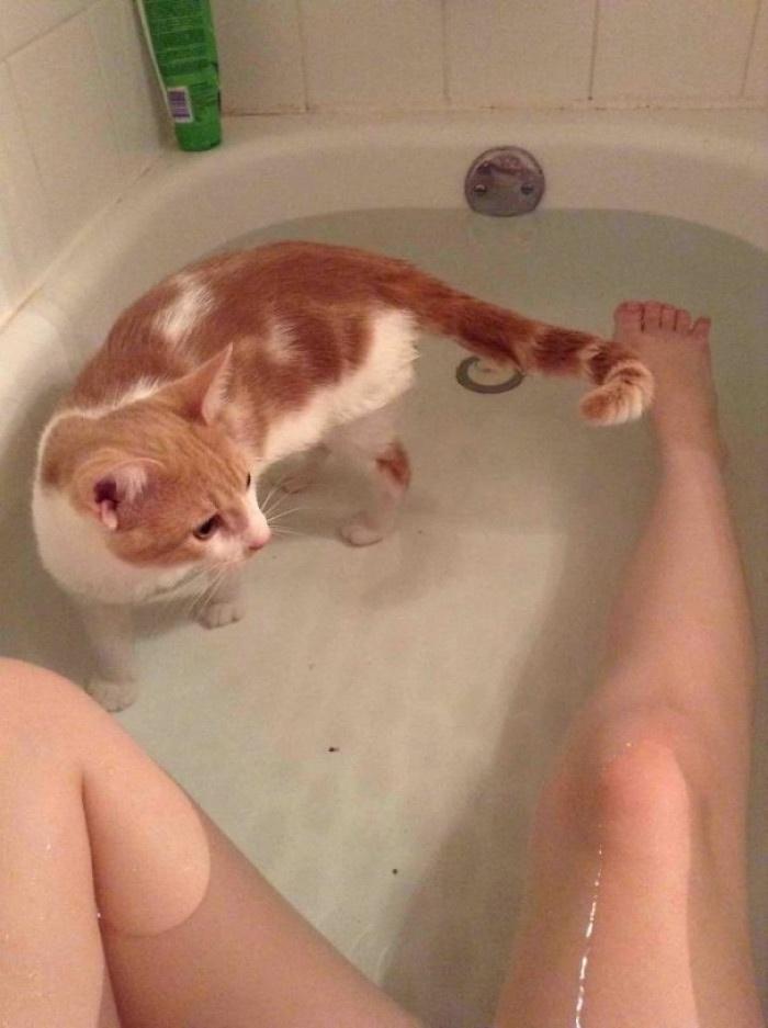 15 Cats That Have No Respect For Your Personal Space 2 cat in tub