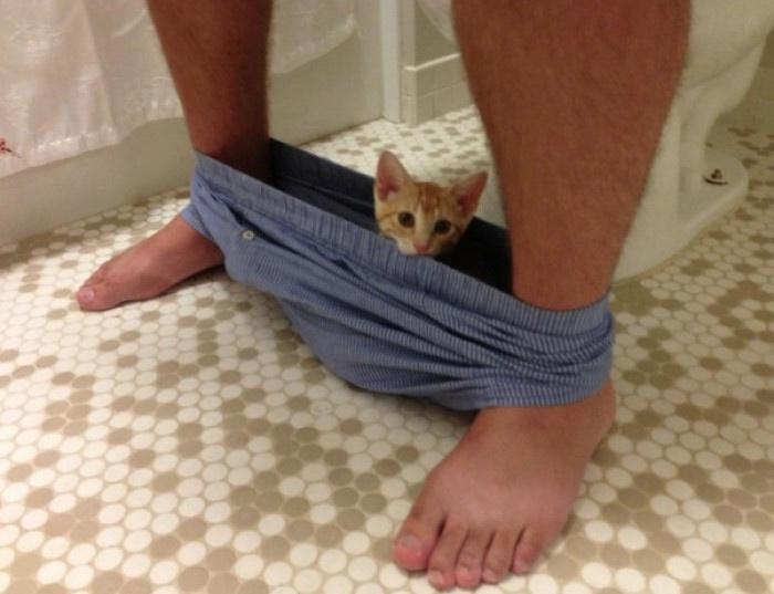 15 Cats That Have No Respect For Your Personal Space 3 cat in underwear