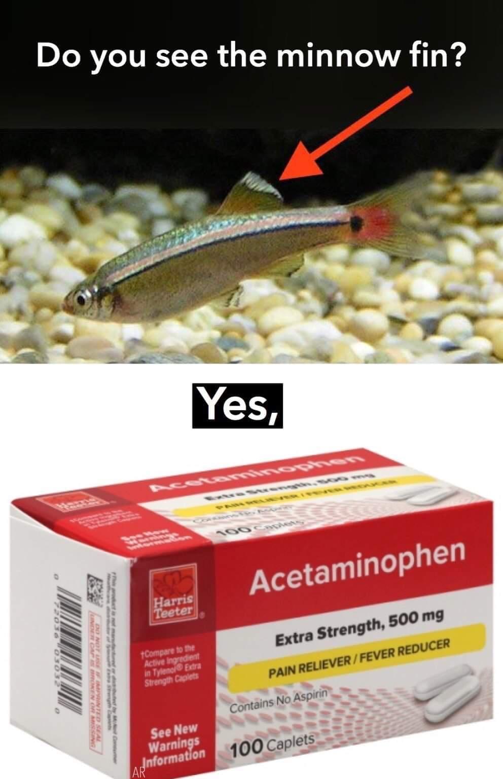35 Funniest Pun Memes That Are Damn Punny 5 do you see the minnow fin