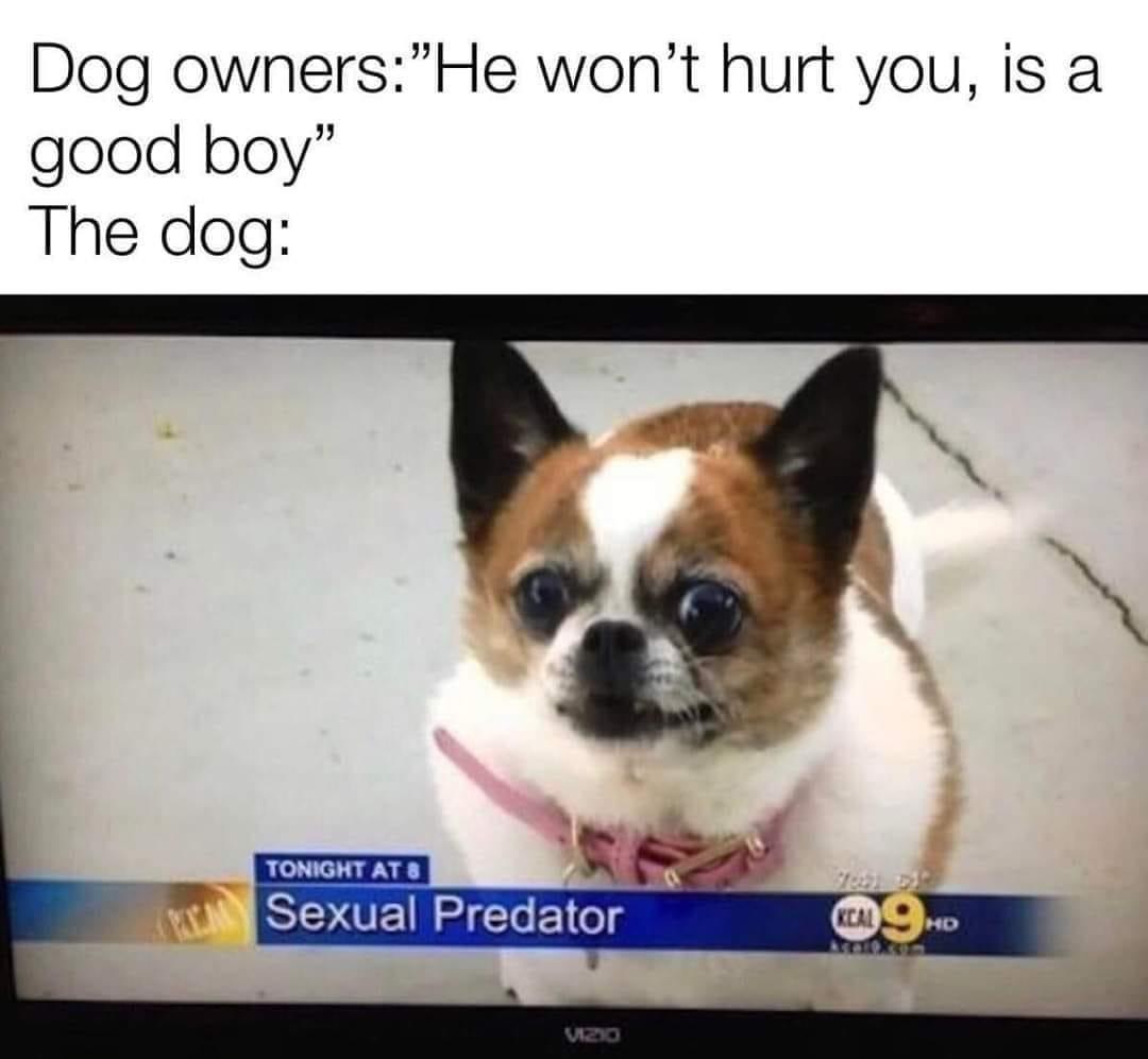 22 Animal Memes To Start Your Day Right 7 he won't hurt you he is good guy