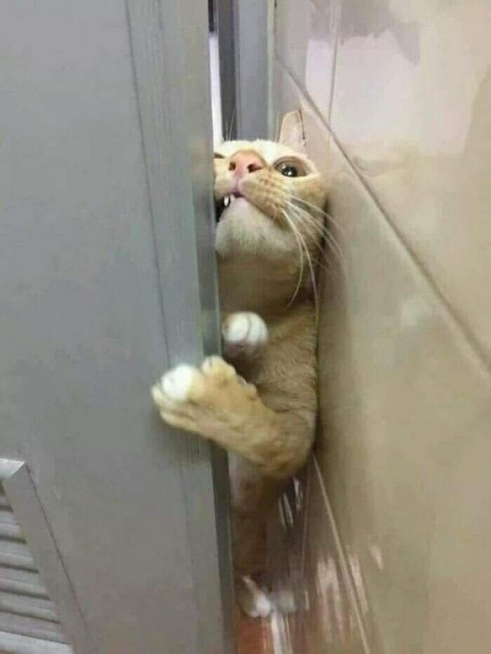 15 Cats That Have No Respect For Your Personal Space 8 let me in