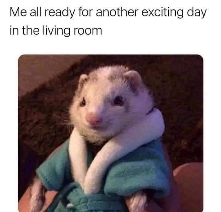 22 Animal Memes To Start Your Day Right 12 me ready for another exciting day