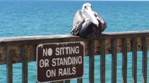 25 Hilarious Memes Of Animals Being Badass 17 no sitting or standing on rails