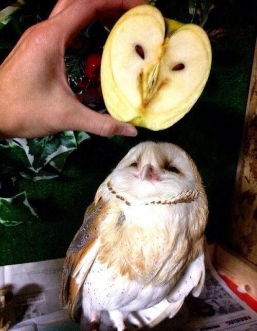 20 "Close Enough" Memes For Those Who Almost Made It 16 owl and apple close enough