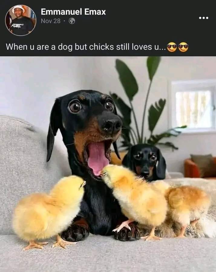 Chicks Love Dogs - Epic Fails