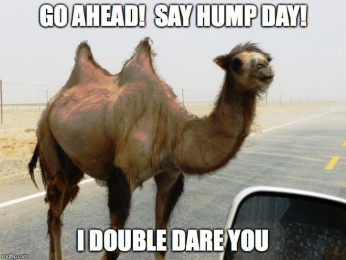 The Best Hump Day Memes To Start Your Wednesday 3 I double dare you - Hump day memes