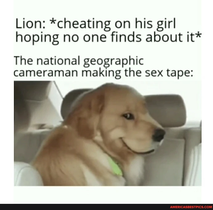 20 Best National Geographic Cameraman Memes Of All Time 8 Lion cheating on his girl