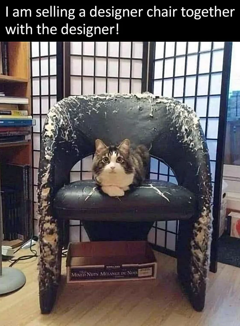 Looks More Like Getting Rid Of Them Both 1 cat destroyed couch meme