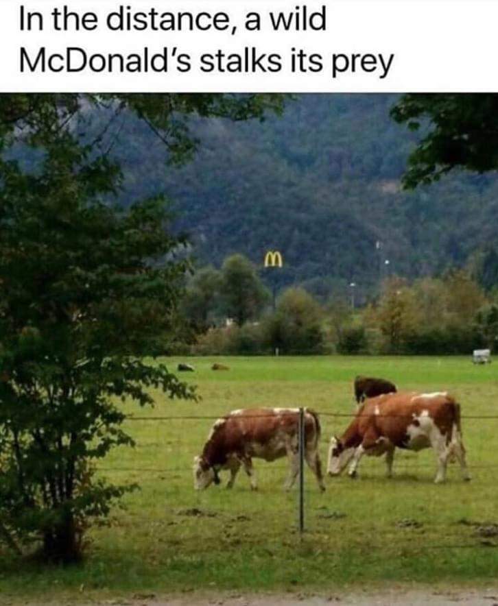Meanwhile Somewhere In The Wild… 1 stalks its prey meme