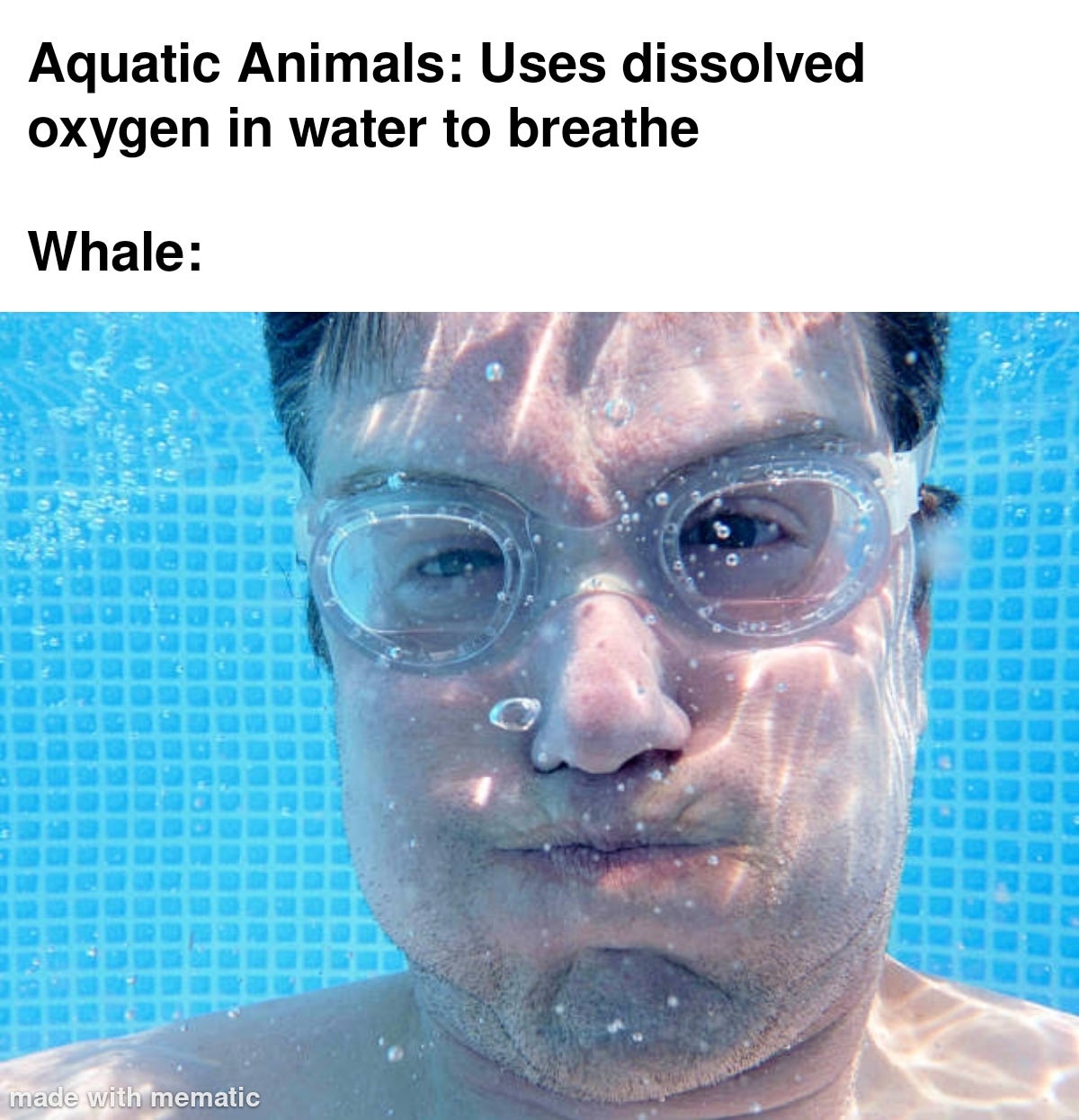 Meanwhile Whales Be Like… 1 whale meme