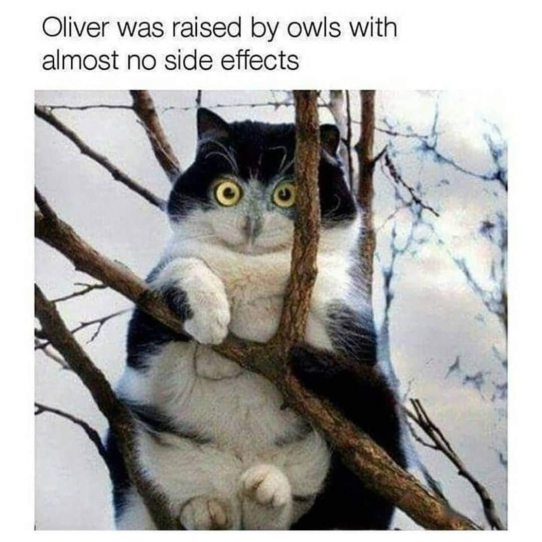 Owl Effect 1 cat on tree meme