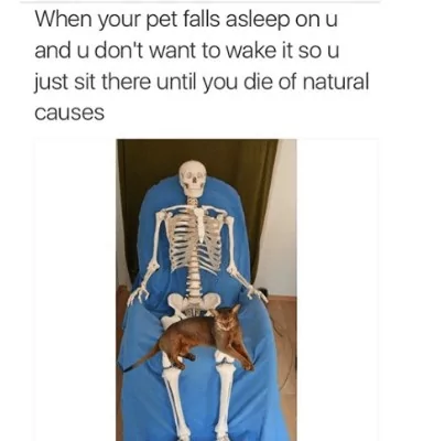 When Your Pet Falls Asleep On You 1 When pet falls asleep on you meme