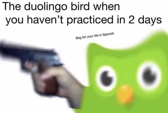 25 Duolingo Owl Memes That Will Keep You Up At Night 20 When you haven't practiced in 2days