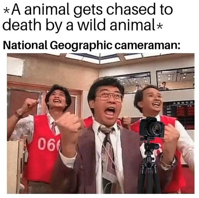 20 Best National Geographic Cameraman Memes Of All Time 1 animal gets chased to death by wild animal