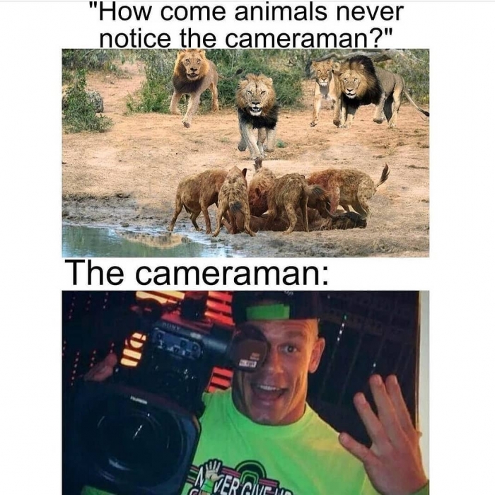 20 Best National Geographic Cameraman Memes Of All Time 2 animals never notice the cameraman