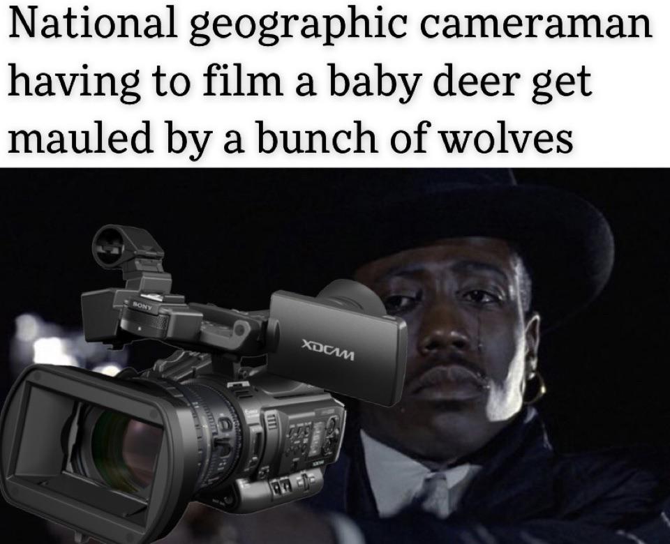 20 Best National Geographic Cameraman Memes Of All Time 3 baby deer gets mauled by wolfs