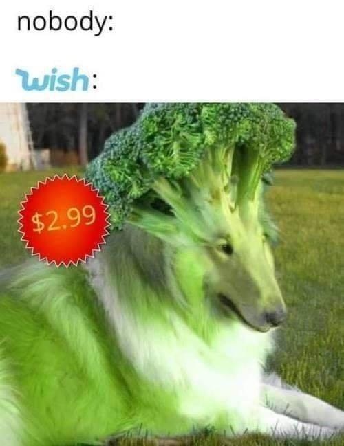 30 When You Order From Wish Memes That Will Make You Wish You Never