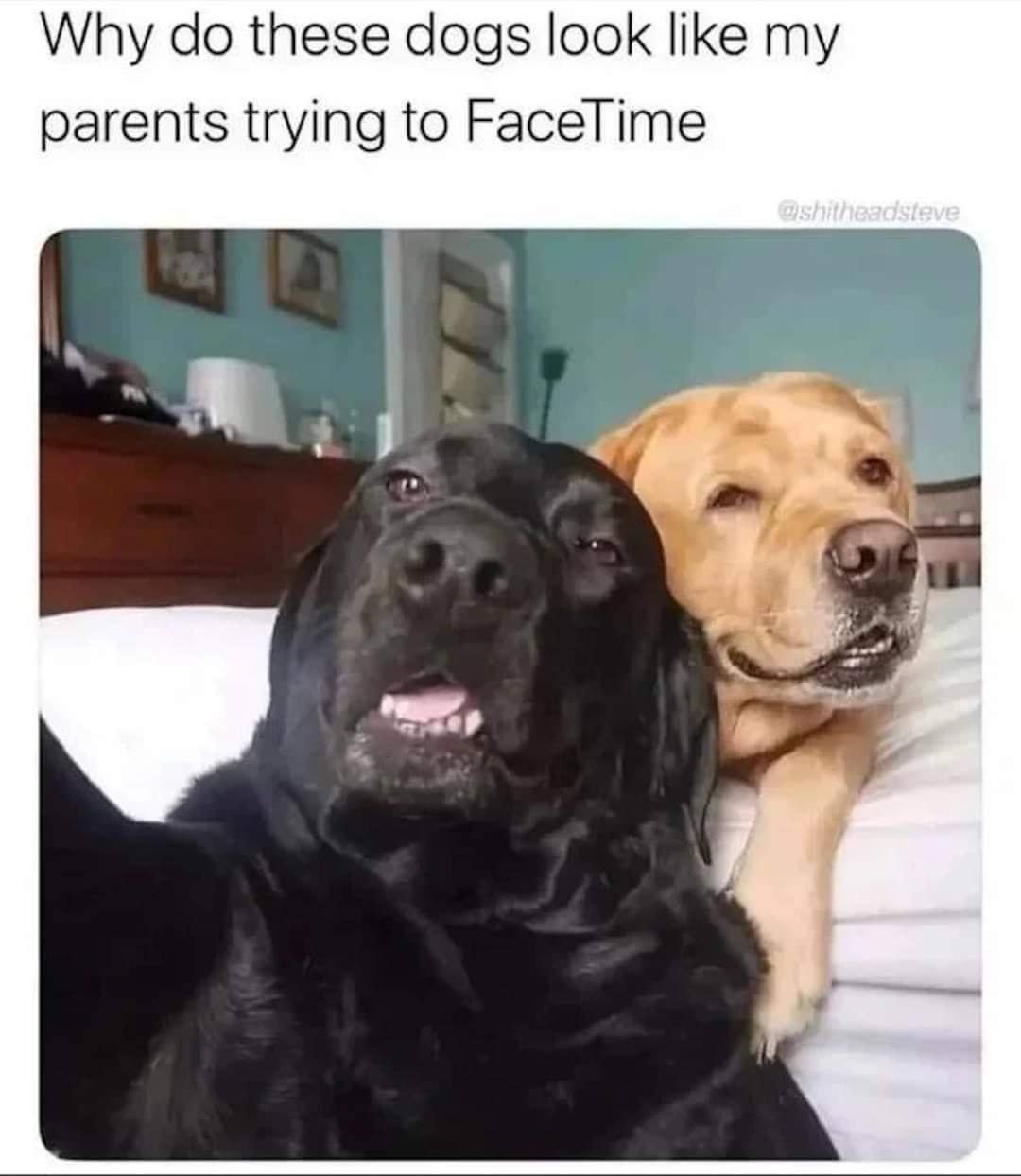 20 Random Memes To Make Your Sunday Better 17 dogs looking like parents trying to facetime
